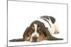 Basset Hound in Studio-null-Mounted Photographic Print