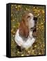 Basset Hound in Wildflowers-Lynn M^ Stone-Framed Stretched Canvas