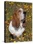 Basset Hound in Wildflowers-Lynn M^ Stone-Stretched Canvas