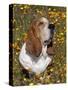 Basset Hound in Wildflowers-Lynn M^ Stone-Stretched Canvas