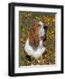 Basset Hound in Wildflowers-Lynn M^ Stone-Framed Photographic Print