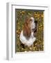 Basset Hound in Wildflowers-Lynn M^ Stone-Framed Photographic Print