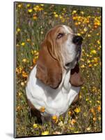 Basset Hound in Wildflowers-Lynn M^ Stone-Mounted Photographic Print