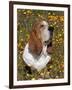 Basset Hound in Wildflowers-Lynn M^ Stone-Framed Photographic Print