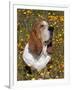 Basset Hound in Wildflowers-Lynn M^ Stone-Framed Photographic Print