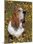 Basset Hound in Wildflowers-Lynn M^ Stone-Mounted Photographic Print