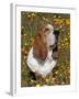 Basset Hound in Wildflowers-Lynn M^ Stone-Framed Photographic Print