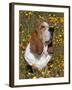 Basset Hound in Wildflowers-Lynn M^ Stone-Framed Photographic Print