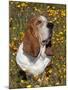 Basset Hound in Wildflowers-Lynn M^ Stone-Mounted Photographic Print