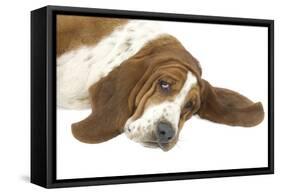 Basset Hound Lying Down-null-Framed Stretched Canvas