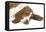 Basset Hound Lying Down-null-Framed Stretched Canvas