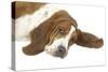 Basset Hound Lying Down-null-Stretched Canvas