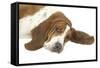 Basset Hound Lying Down-null-Framed Stretched Canvas