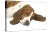Basset Hound Lying Down-null-Stretched Canvas