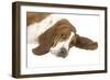 Basset Hound Lying Down-null-Framed Photographic Print