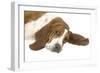 Basset Hound Lying Down-null-Framed Photographic Print
