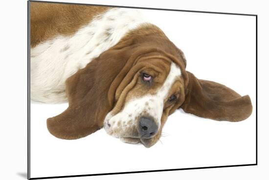 Basset Hound Lying Down-null-Mounted Photographic Print