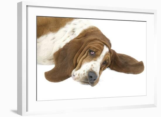 Basset Hound Lying Down-null-Framed Photographic Print