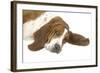 Basset Hound Lying Down-null-Framed Photographic Print