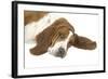 Basset Hound Lying Down-null-Framed Photographic Print