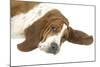 Basset Hound Lying Down-null-Mounted Photographic Print