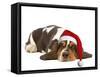 Basset Hound Lying in Studio Wearing Christmas Hat-null-Framed Stretched Canvas