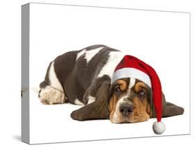 Basset Hound Lying in Studio Wearing Christmas Hat-null-Stretched Canvas