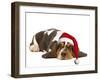 Basset Hound Lying in Studio Wearing Christmas Hat-null-Framed Photographic Print