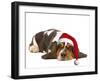 Basset Hound Lying in Studio Wearing Christmas Hat-null-Framed Photographic Print