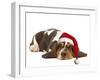 Basset Hound Lying in Studio Wearing Christmas Hat-null-Framed Photographic Print