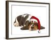 Basset Hound Lying in Studio Wearing Christmas Hat-null-Framed Photographic Print