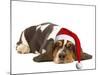 Basset Hound Lying in Studio Wearing Christmas Hat-null-Mounted Photographic Print