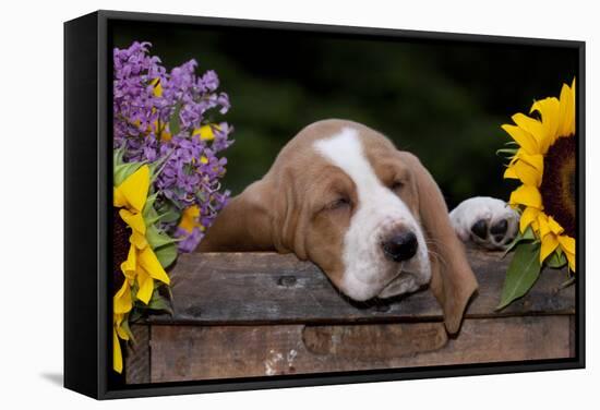 Basset Hound Pup Asleep in Antique Wooden Egg-Holding Box, Marengo, Illinois, USA-Lynn M^ Stone-Framed Stretched Canvas