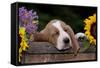 Basset Hound Pup Asleep in Antique Wooden Egg-Holding Box, Marengo, Illinois, USA-Lynn M^ Stone-Framed Stretched Canvas