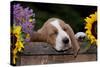 Basset Hound Pup Asleep in Antique Wooden Egg-Holding Box, Marengo, Illinois, USA-Lynn M^ Stone-Stretched Canvas