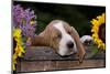 Basset Hound Pup Asleep in Antique Wooden Egg-Holding Box, Marengo, Illinois, USA-Lynn M^ Stone-Mounted Photographic Print