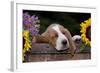 Basset Hound Pup Asleep in Antique Wooden Egg-Holding Box, Marengo, Illinois, USA-Lynn M^ Stone-Framed Photographic Print