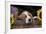Basset Hound Pup Asleep in Antique Wooden Egg-Holding Box, Marengo, Illinois, USA-Lynn M^ Stone-Framed Photographic Print
