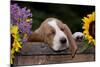 Basset Hound Pup Asleep in Antique Wooden Egg-Holding Box, Marengo, Illinois, USA-Lynn M^ Stone-Mounted Photographic Print