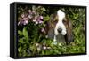 Basset Hound Pup in Flowers, Burlington, Wisconsin, USA-Lynn M^ Stone-Framed Stretched Canvas