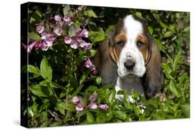 Basset Hound Pup in Flowers, Burlington, Wisconsin, USA-Lynn M^ Stone-Stretched Canvas