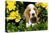 Basset Hound Pup in Flowers, Burlington, Wisconsin, USA-Lynn M^ Stone-Stretched Canvas