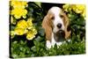 Basset Hound Pup in Flowers, Burlington, Wisconsin, USA-Lynn M^ Stone-Stretched Canvas