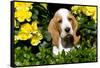 Basset Hound Pup in Flowers, Burlington, Wisconsin, USA-Lynn M^ Stone-Framed Stretched Canvas
