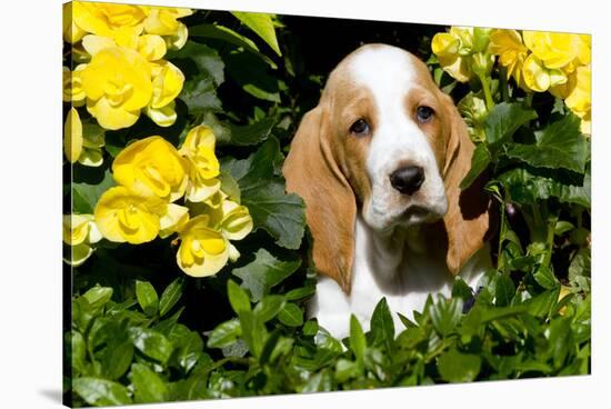 Basset Hound Pup in Flowers, Burlington, Wisconsin, USA-Lynn M^ Stone-Stretched Canvas