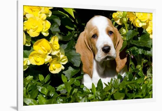 Basset Hound Pup in Flowers, Burlington, Wisconsin, USA-Lynn M^ Stone-Framed Photographic Print