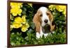 Basset Hound Pup in Flowers, Burlington, Wisconsin, USA-Lynn M^ Stone-Framed Photographic Print