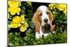 Basset Hound Pup in Flowers, Burlington, Wisconsin, USA-Lynn M^ Stone-Mounted Photographic Print
