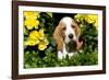 Basset Hound Pup in Flowers, Burlington, Wisconsin, USA-Lynn M^ Stone-Framed Photographic Print