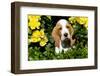 Basset Hound Pup in Flowers, Burlington, Wisconsin, USA-Lynn M^ Stone-Framed Photographic Print